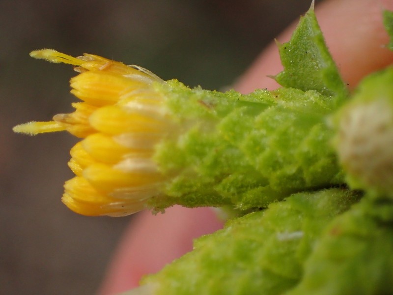 Sawtooth Goldenbush photo 8