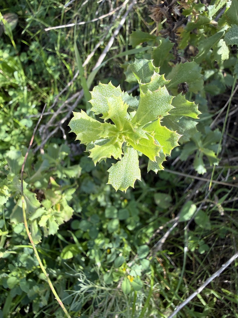 Hazardia squarrosa var. grindelioides