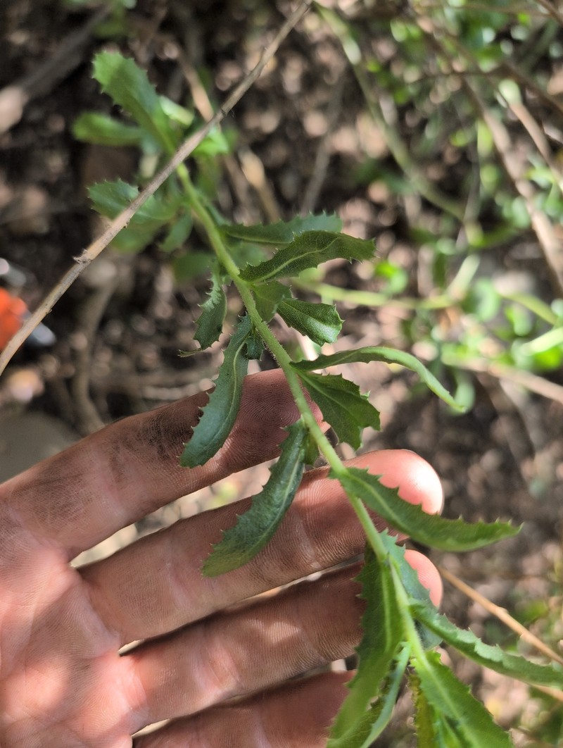 Hazardia squarrosa var. grindelioides photo 2