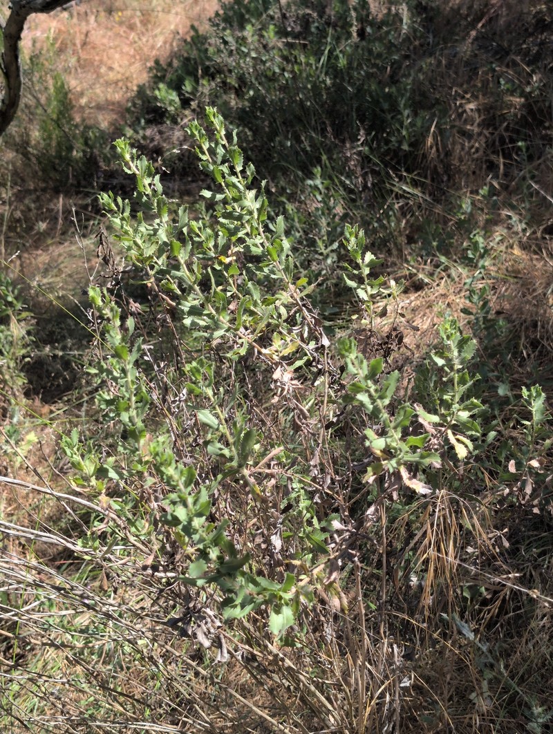 Hazardia squarrosa var. grindelioides photo 3