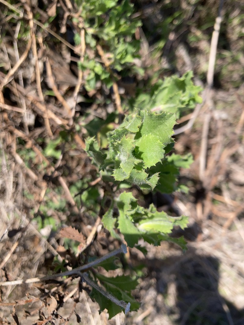 Hazardia squarrosa var. grindelioides photo 4