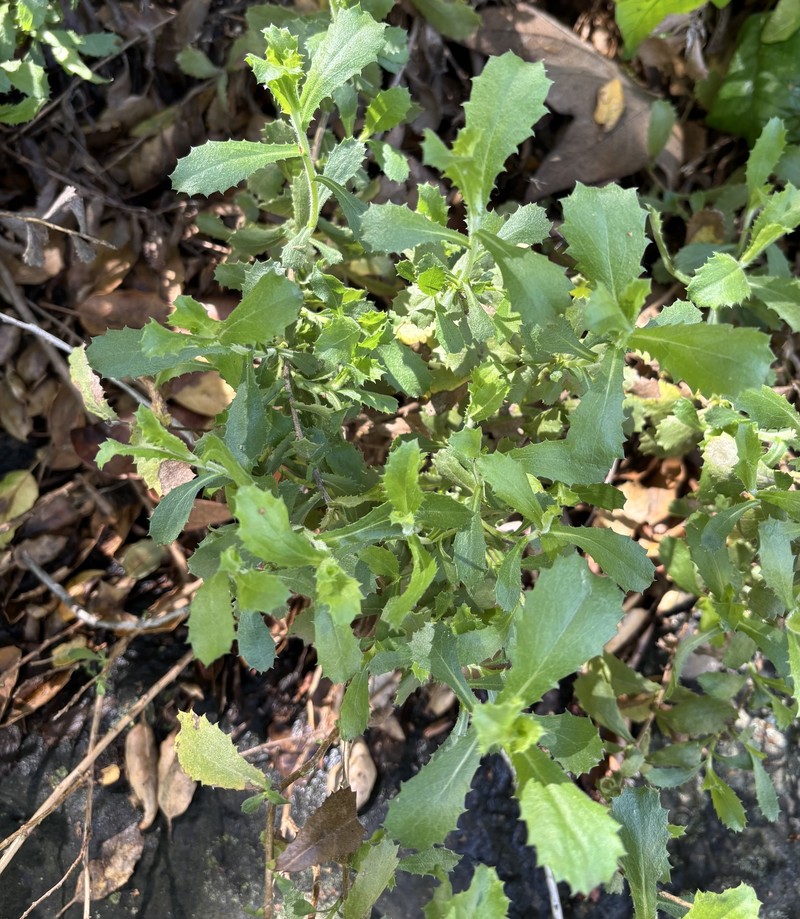 Hazardia squarrosa var. grindelioides photo 5