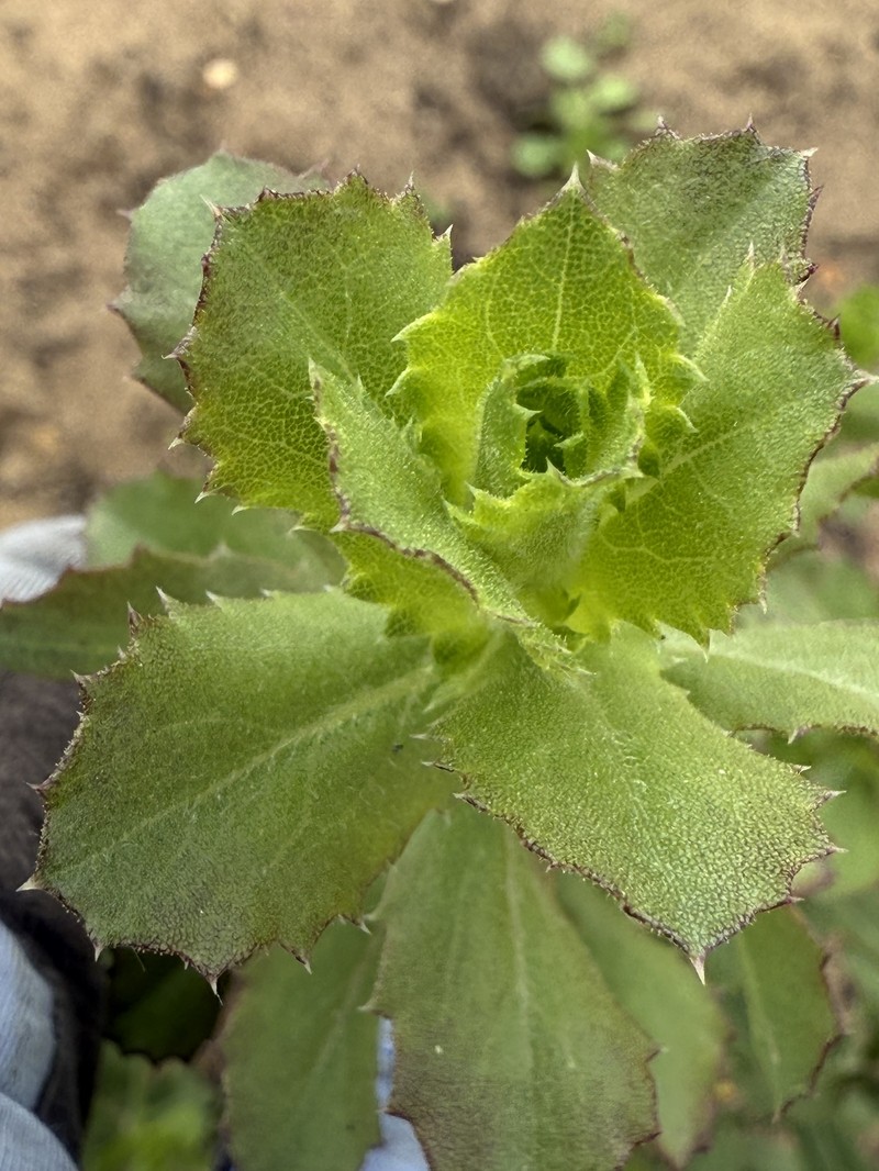 Hazardia squarrosa var. grindelioides photo 6