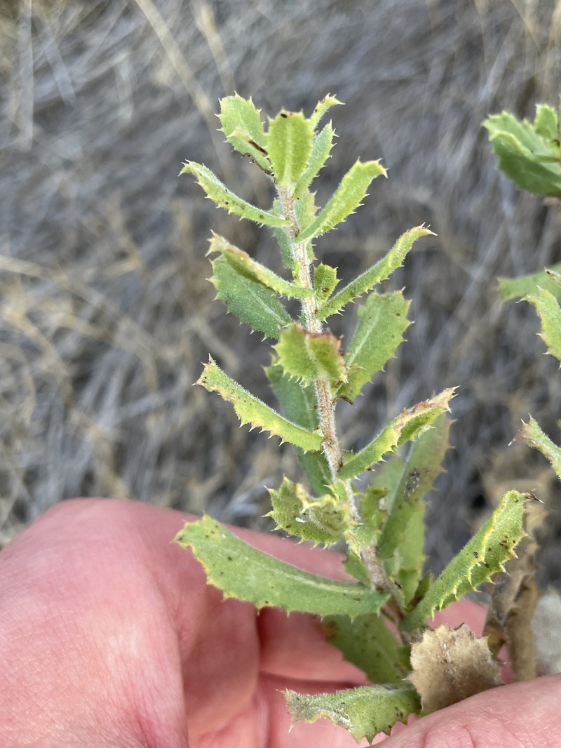 Hazardia squarrosa var. grindelioides photo 7