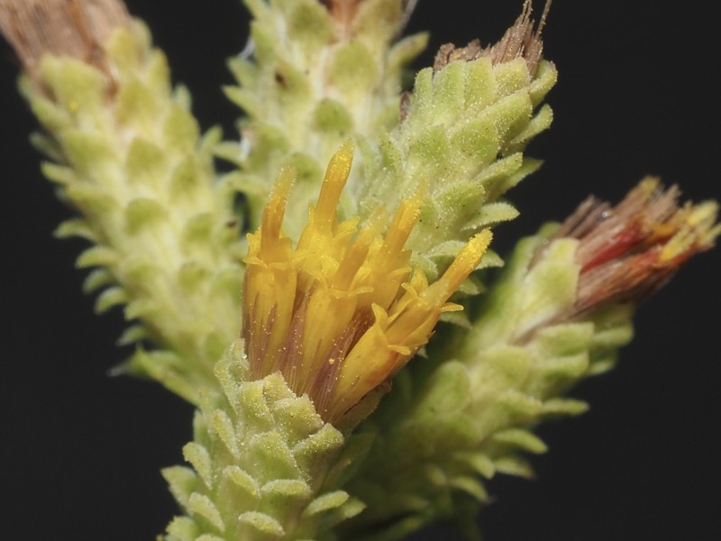 Hazardia squarrosa var. grindelioides photo 8