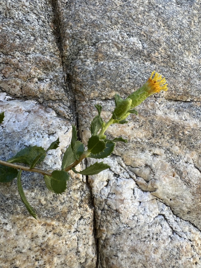 Hazardia squarrosa var. obtusa