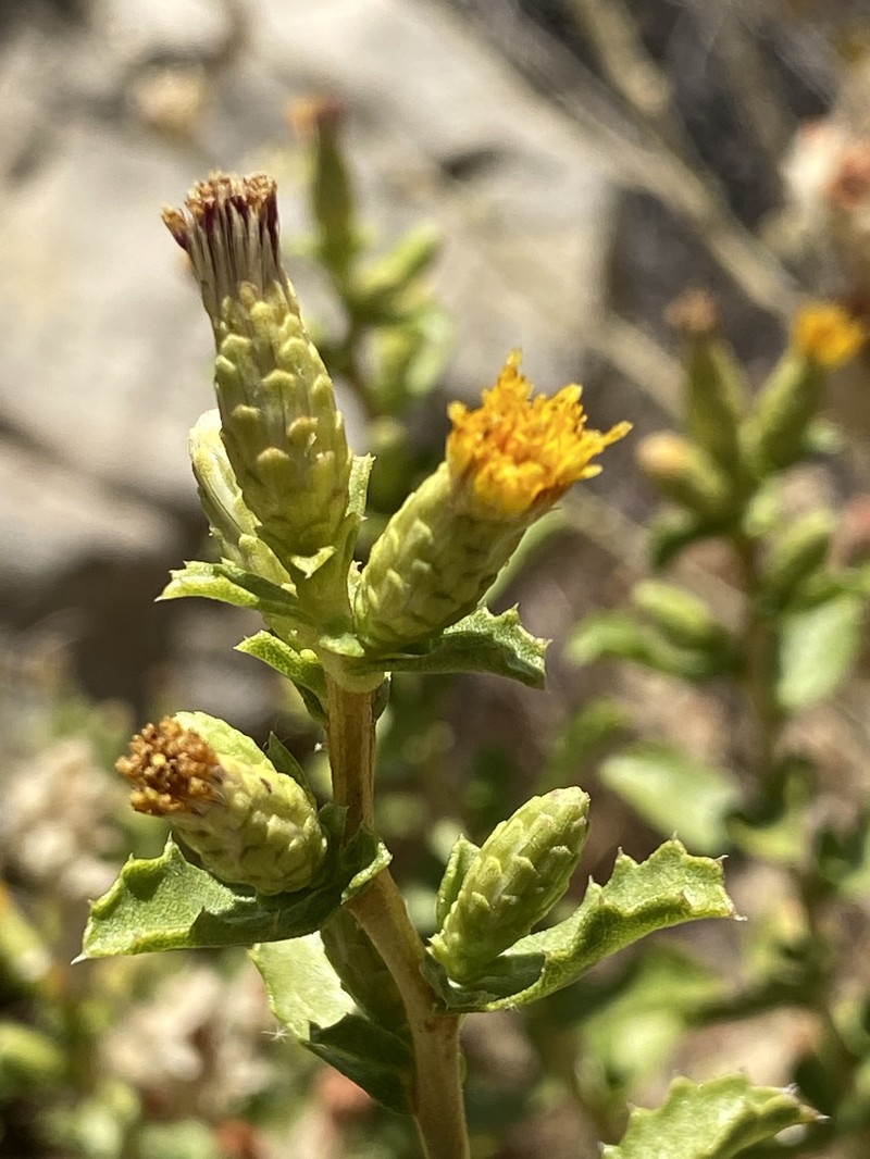 Hazardia squarrosa var. obtusa photo 2