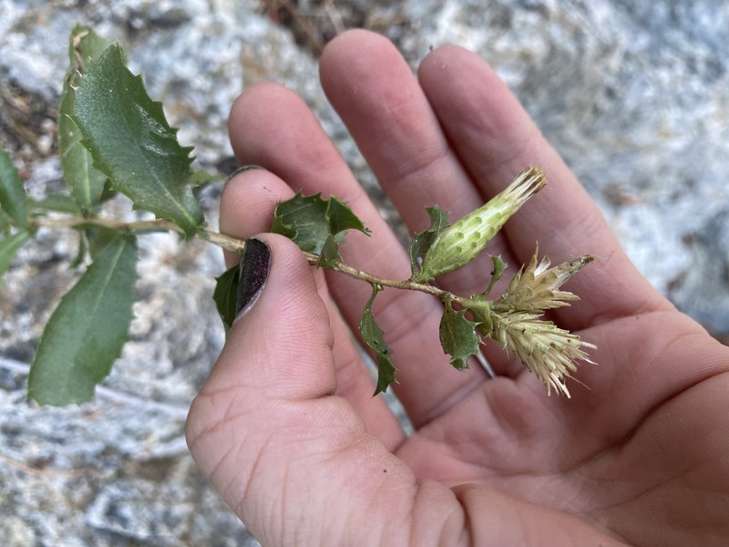 Hazardia squarrosa var. obtusa photo 3