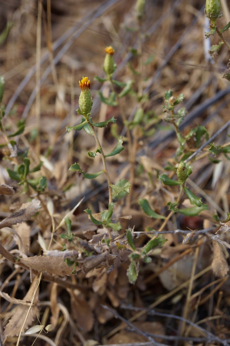 Hazardia squarrosa var. obtusa photo 4