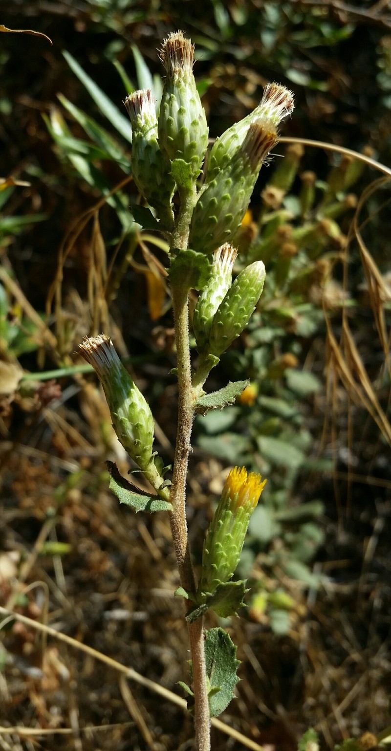Hazardia squarrosa var. obtusa photo 5