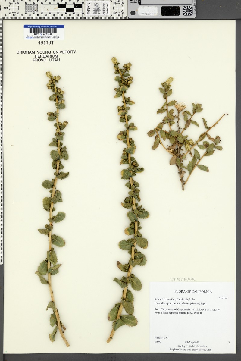 Hazardia squarrosa var. obtusa photo 6