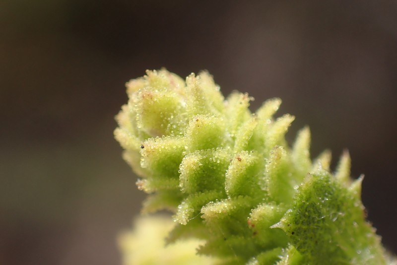 Hazardia squarrosa var. squarrosa