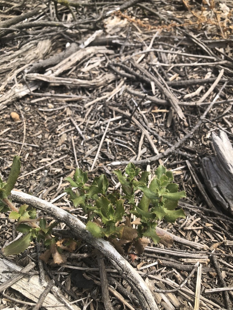 Hazardia squarrosa var. squarrosa photo 2