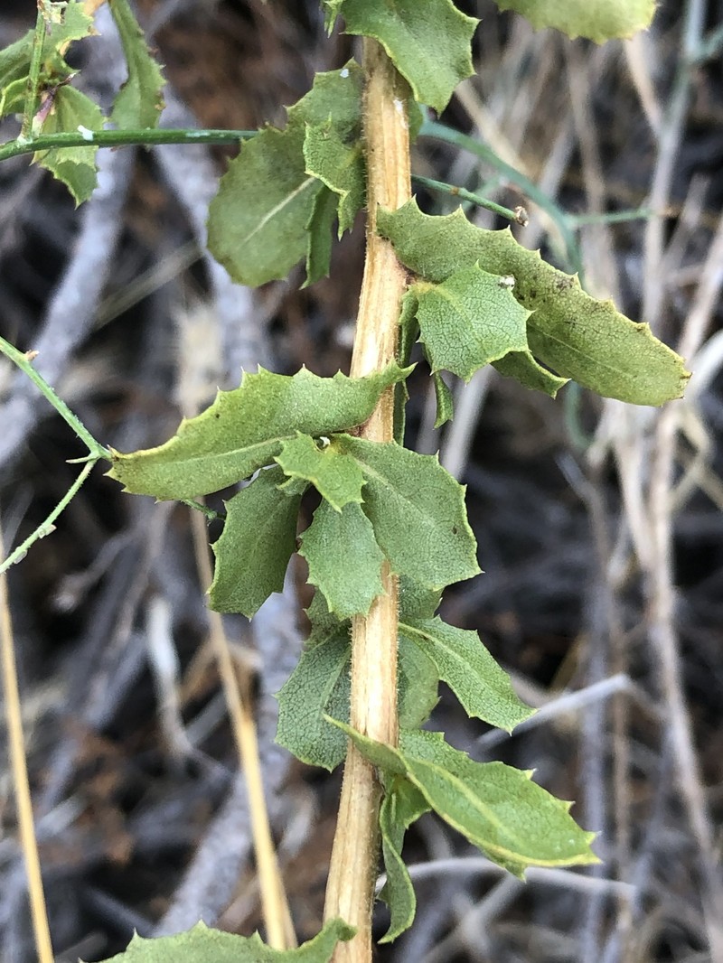 Hazardia squarrosa var. squarrosa photo 3