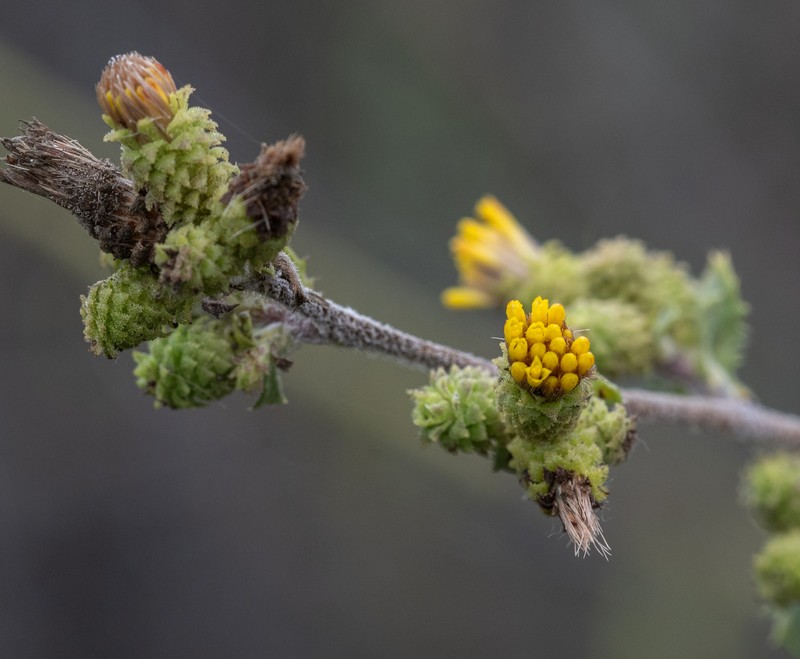Hazardia squarrosa var. squarrosa photo 4