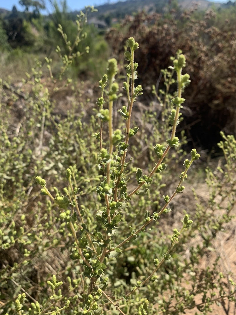Hazardia squarrosa var. squarrosa photo 5