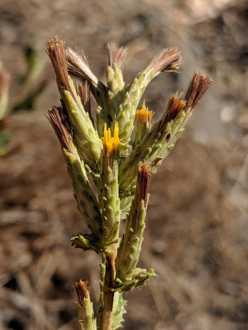 Serpentine Bristleweed