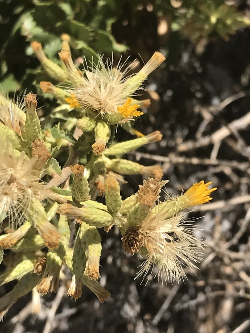 Serpentine Bristleweed photo 2