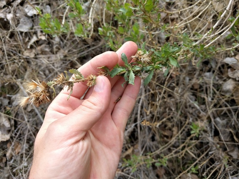 Serpentine Bristleweed photo 3