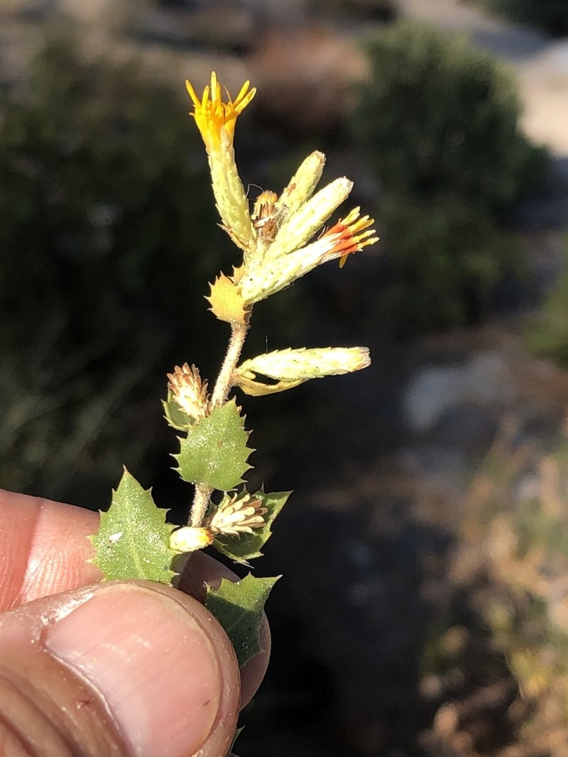 Serpentine Bristleweed photo 4