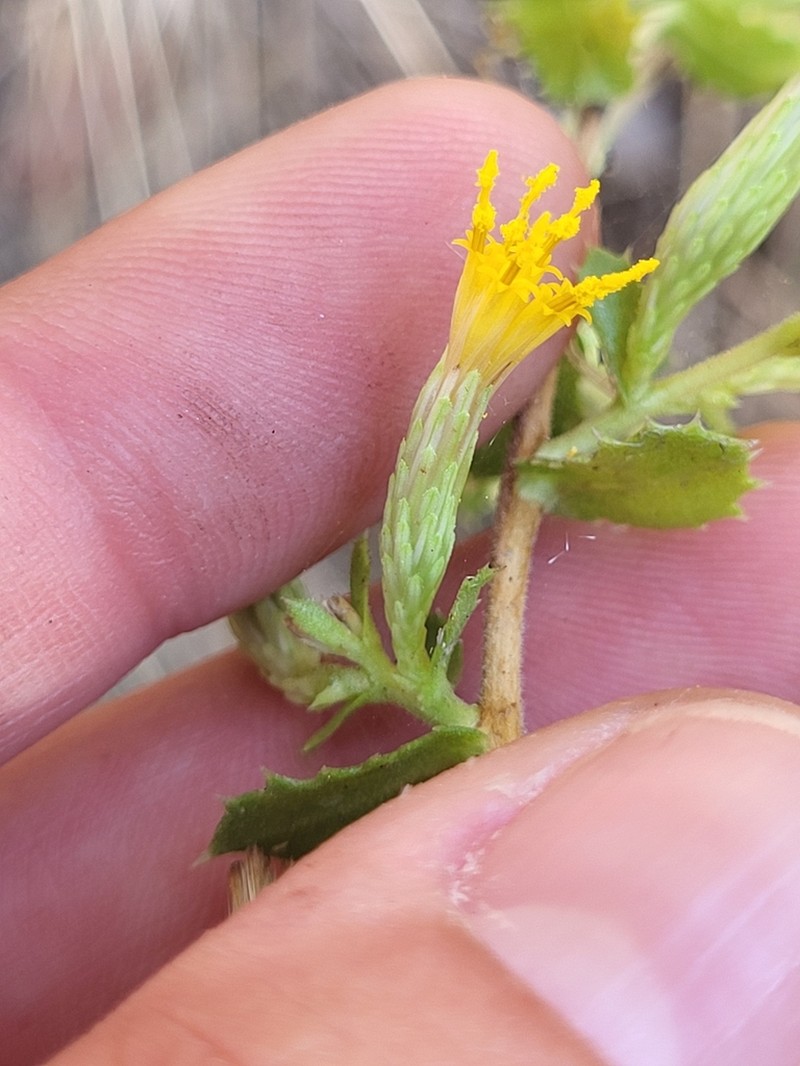 Serpentine Bristleweed photo 5