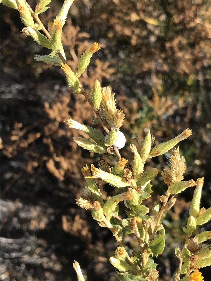 Serpentine Bristleweed photo 6
