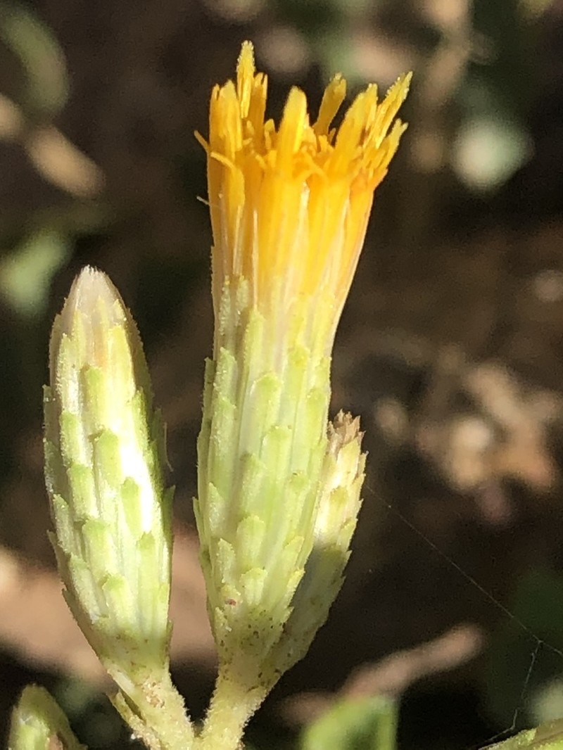 Serpentine Bristleweed photo 7