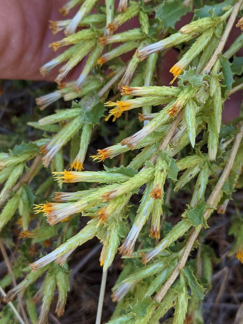 Serpentine Bristleweed photo 8