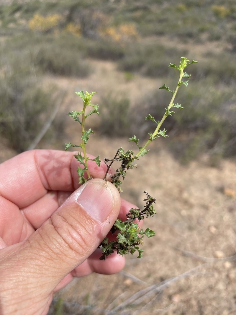 Hazardia vernicosa