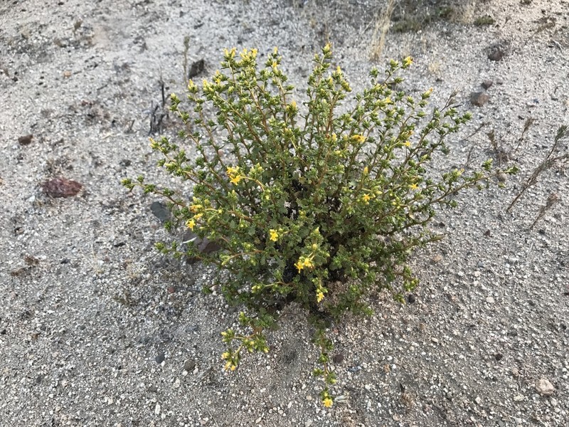Hazardia vernicosa photo 2
