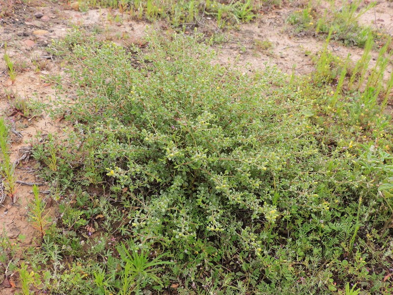 Hazardia vernicosa photo 3