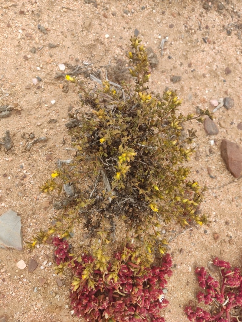 Hazardia vernicosa photo 4
