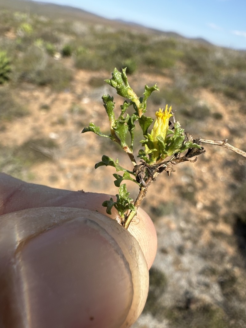 Hazardia vernicosa photo 5