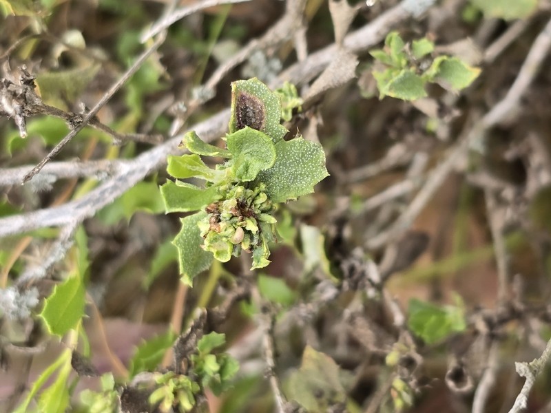 Hazardia vernicosa photo 6