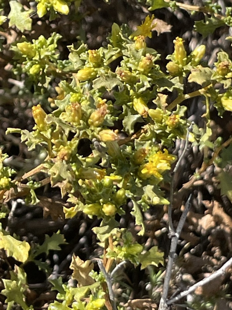 Hazardia vernicosa photo 7