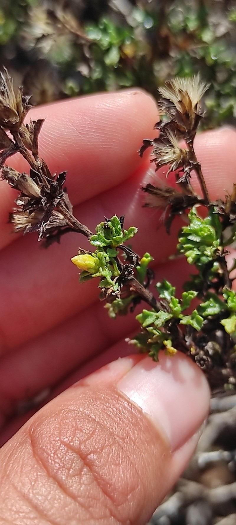 Hazardia vernicosa photo 8