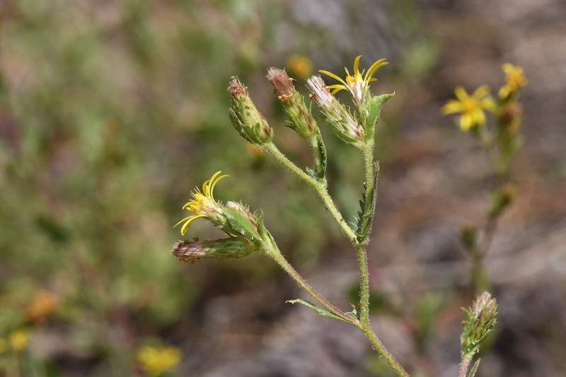 Whitney's Bristleweed