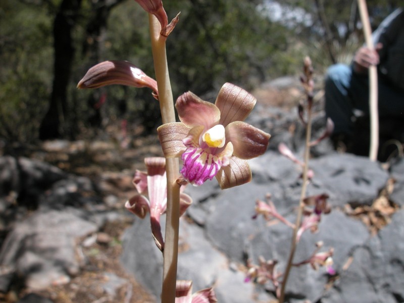 Coleman's Crested Coralroot