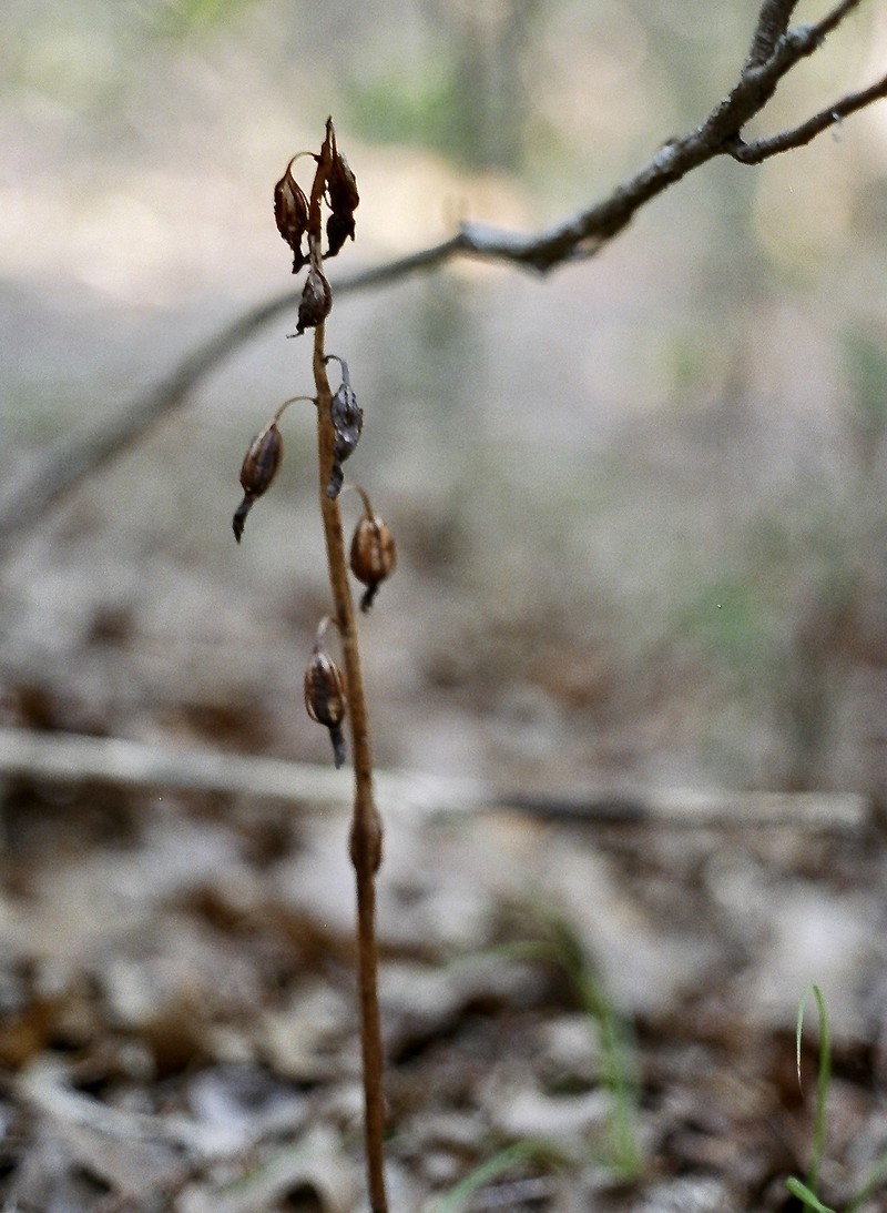 Spiked Crested Coralroot