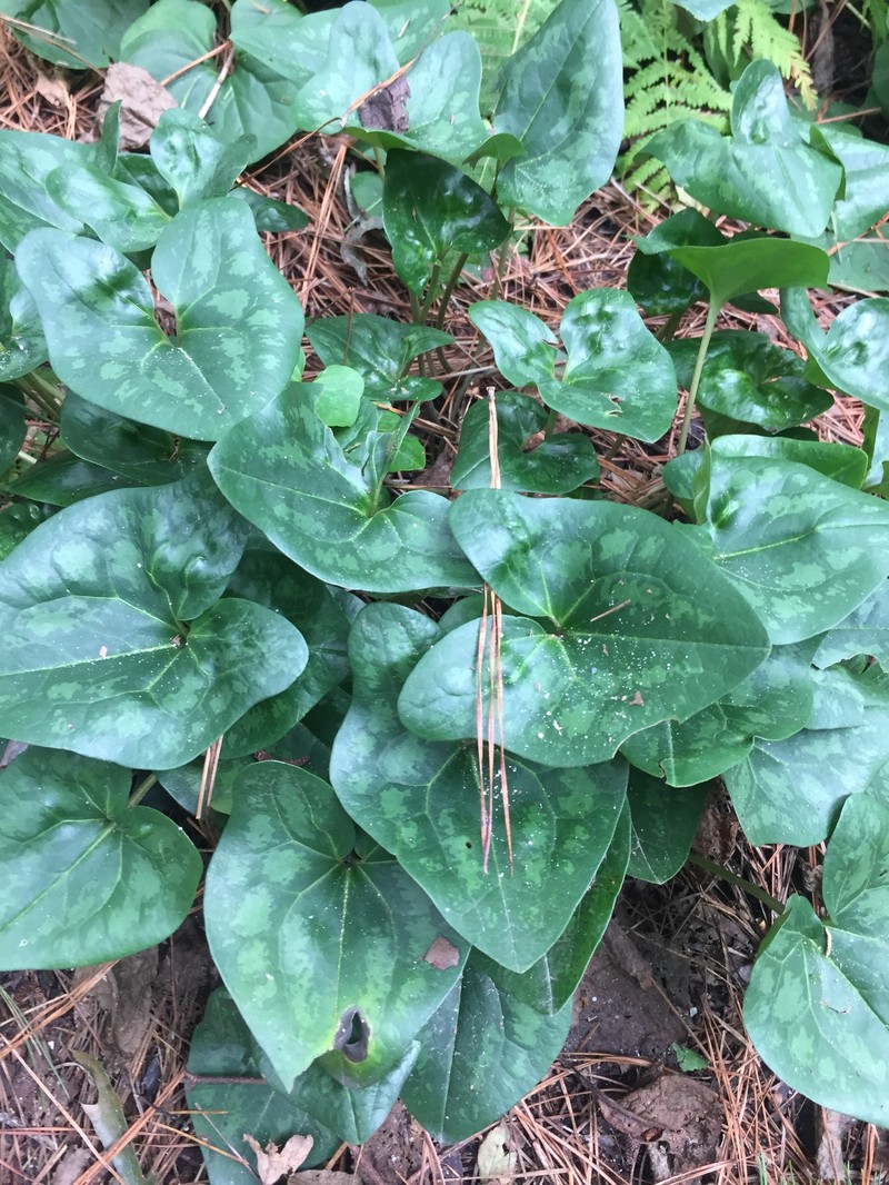 Harper's Heartleaf photo 2