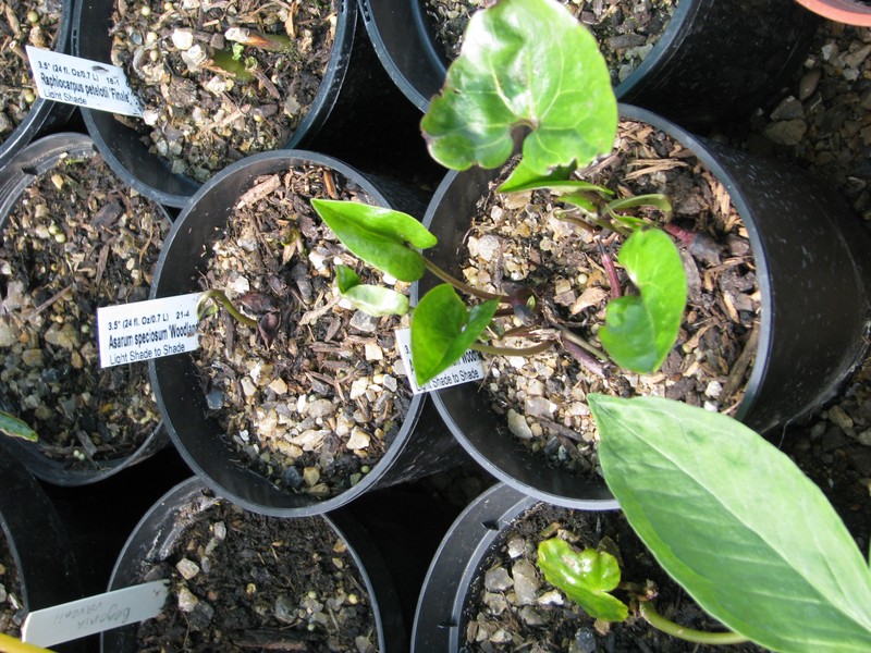 Harper's Heartleaf photo 3