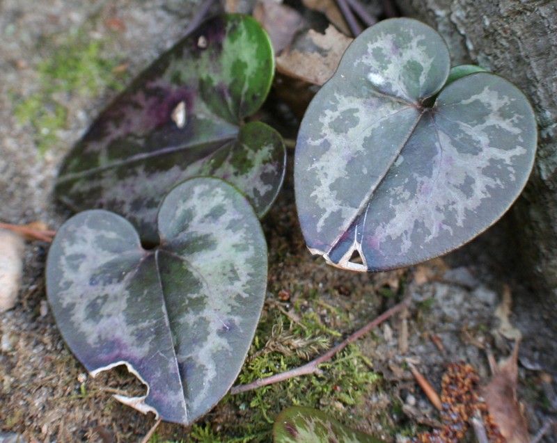 Virginia Heartleaf