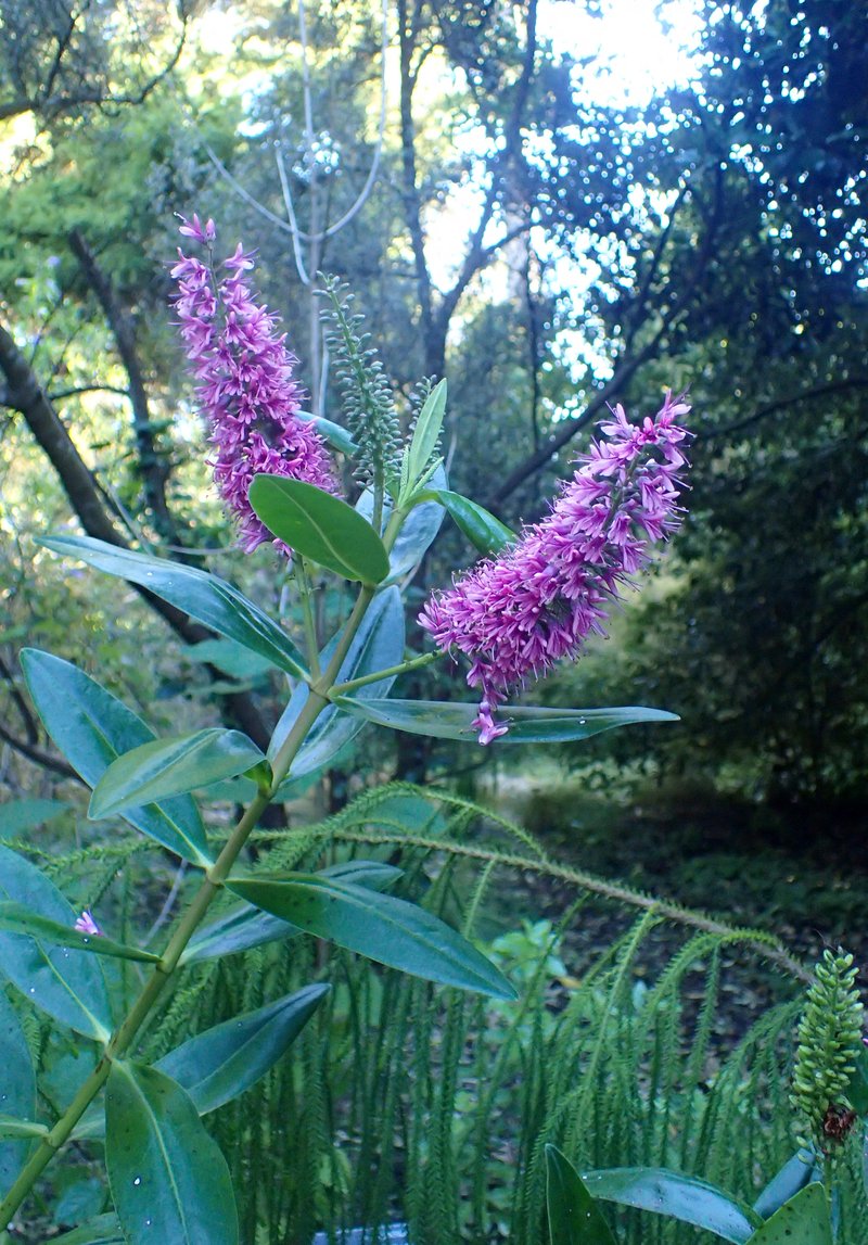 New Zealand Hebe photo 4