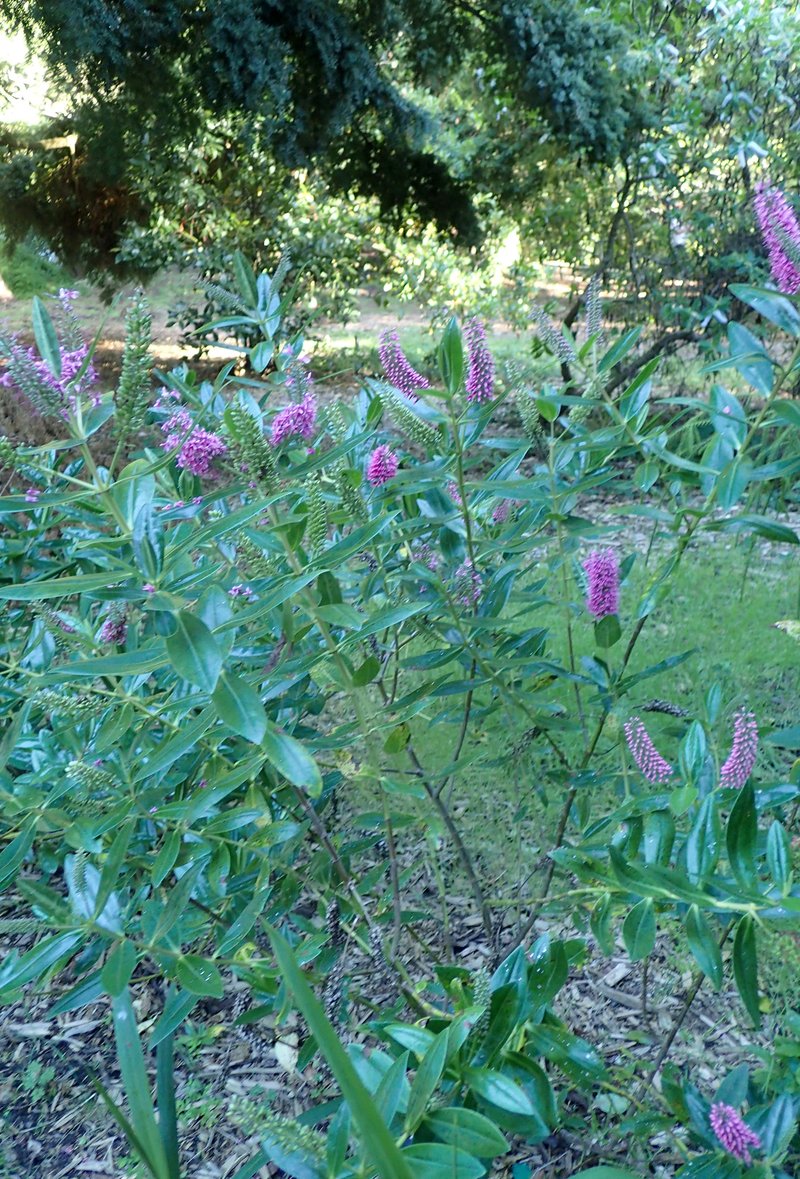 New Zealand Hebe photo 5