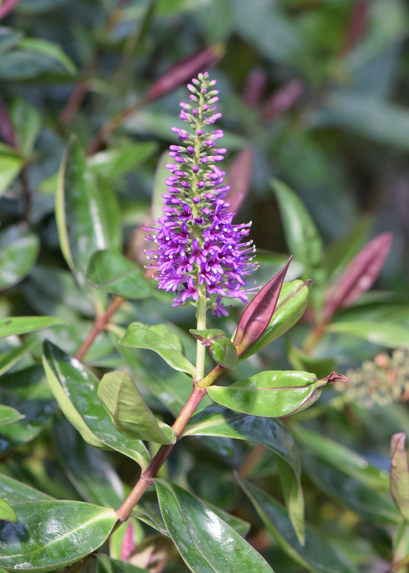 New Zealand Hebe photo 7