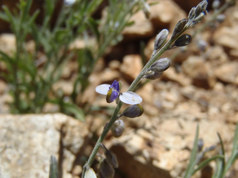 Blue Milkwort