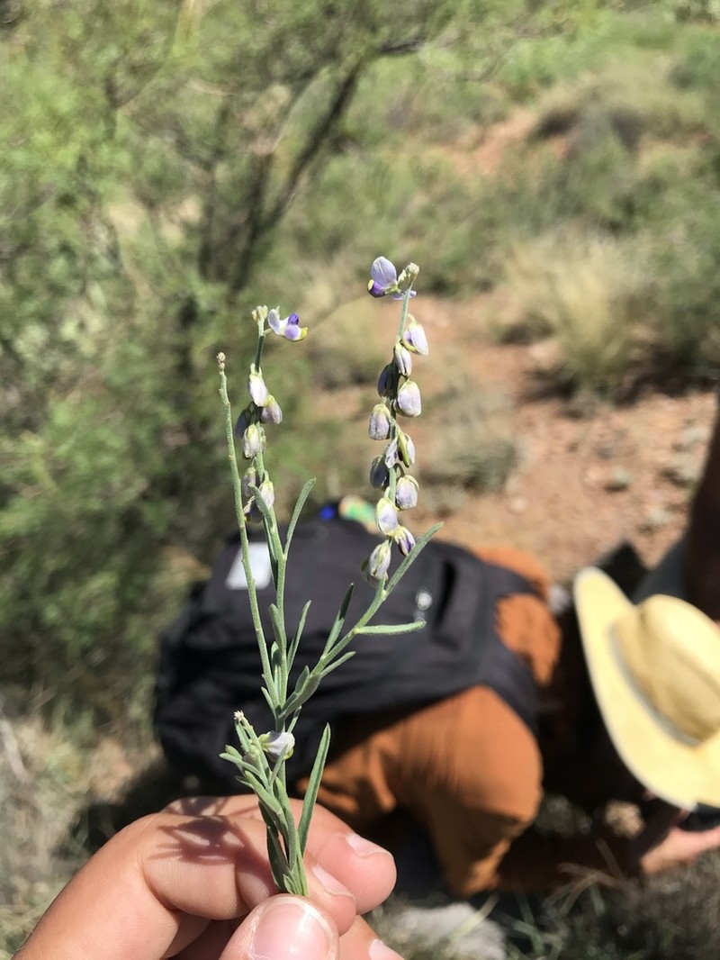 Blue Milkwort photo 2