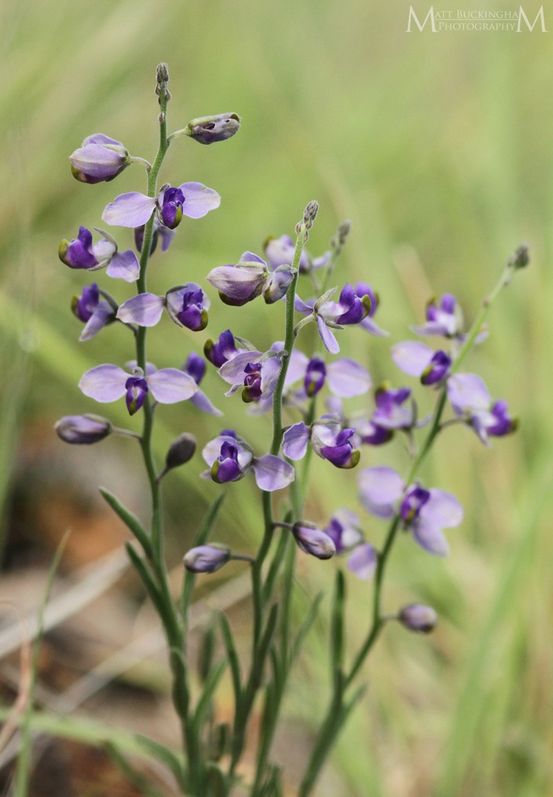 Blue Milkwort photo 3
