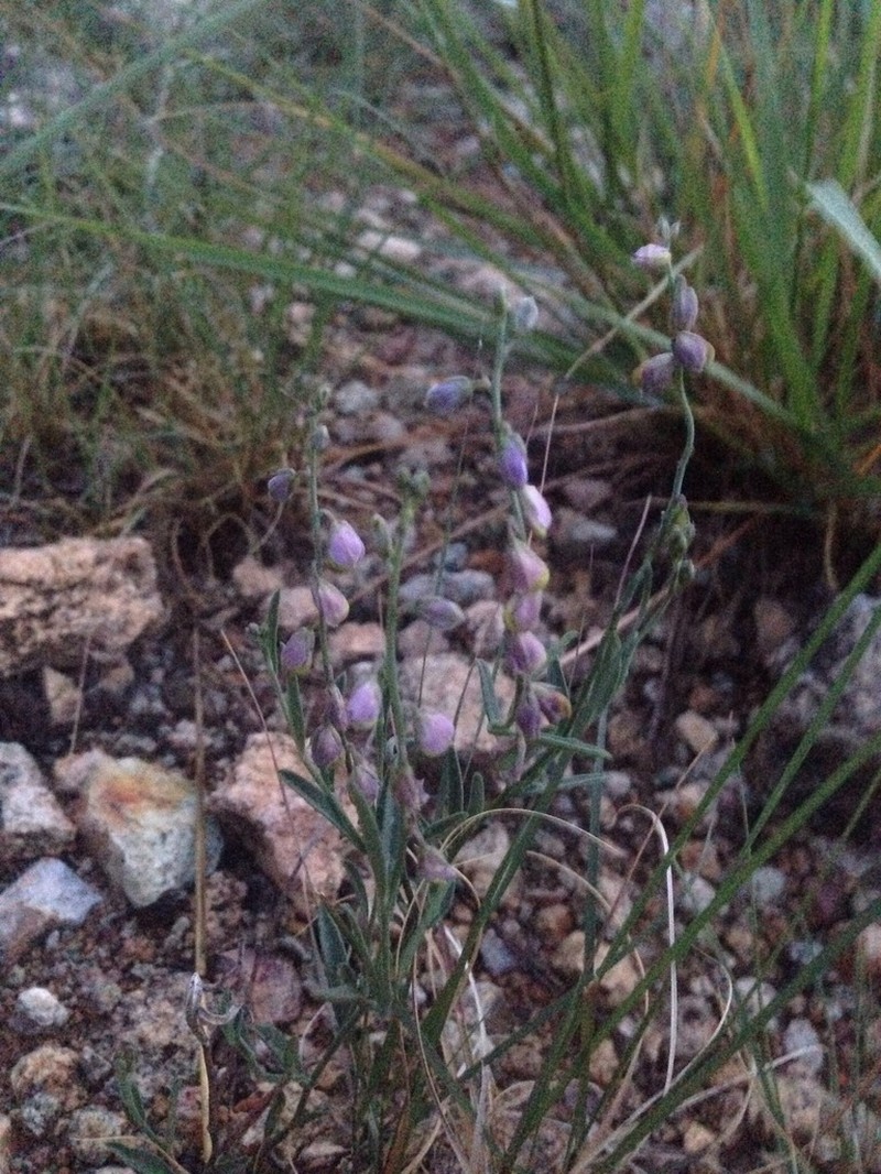 Blue Milkwort photo 5