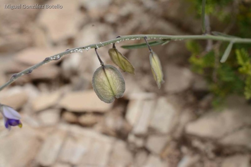 Blue Milkwort photo 6